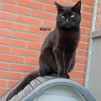 Mario en Macho